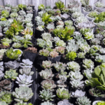 địa chỉ bán sen đá quảng ngãi
