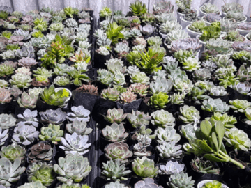 địa chỉ bán sen đá quảng ngãi
