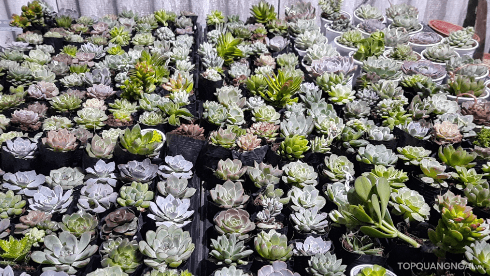 địa chỉ bán sen đá quảng ngãi