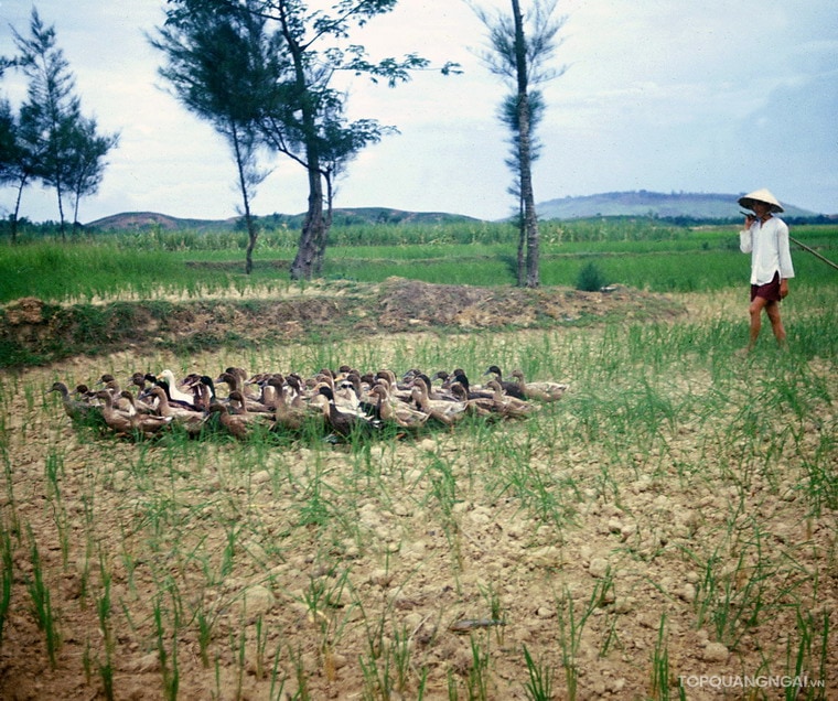 Bộ sưu tập hình ảnh đẹp về Quảng Ngãi năm 1967 Bộ sưu tập hình ảnh đẹp về Quảng Ngãi năm 1967