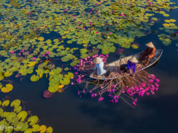 dam hoa sung deo eo gio quang ngai