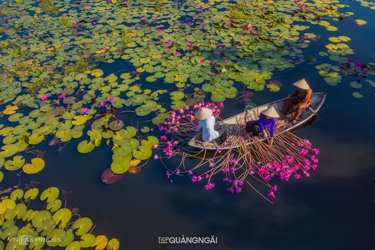 Đầm hoa súng dưới chân đèo Eo Gió - Quảng Ngãi