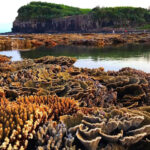 Chiêm ngưỡng vẻ đẹp của những rạn san hô đẹp ở Quảng Ngãi