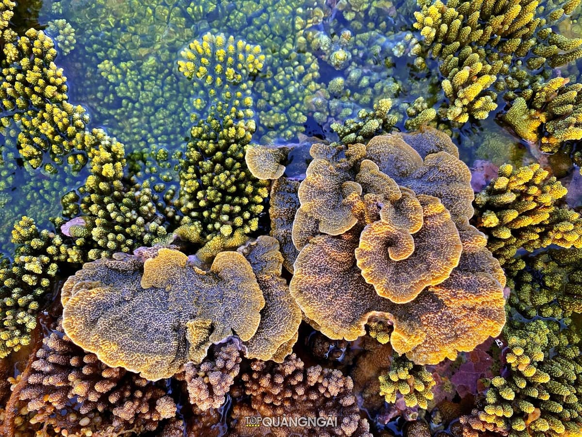 Chiêm ngưỡng vẻ đẹp của những rạn san hô đẹp ở Quảng Ngãi