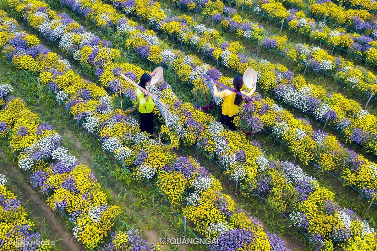 Khám phá cánh đồng hoa cúc Quảng Ngãi