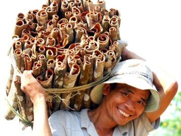 mua thu hoach que quang ngai 1 4 anh 4 ron rang mua que 1367053055