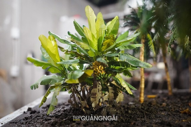 Độc đáo vườn cây giả như thật của anh phụ hồ Quảng Ngãi