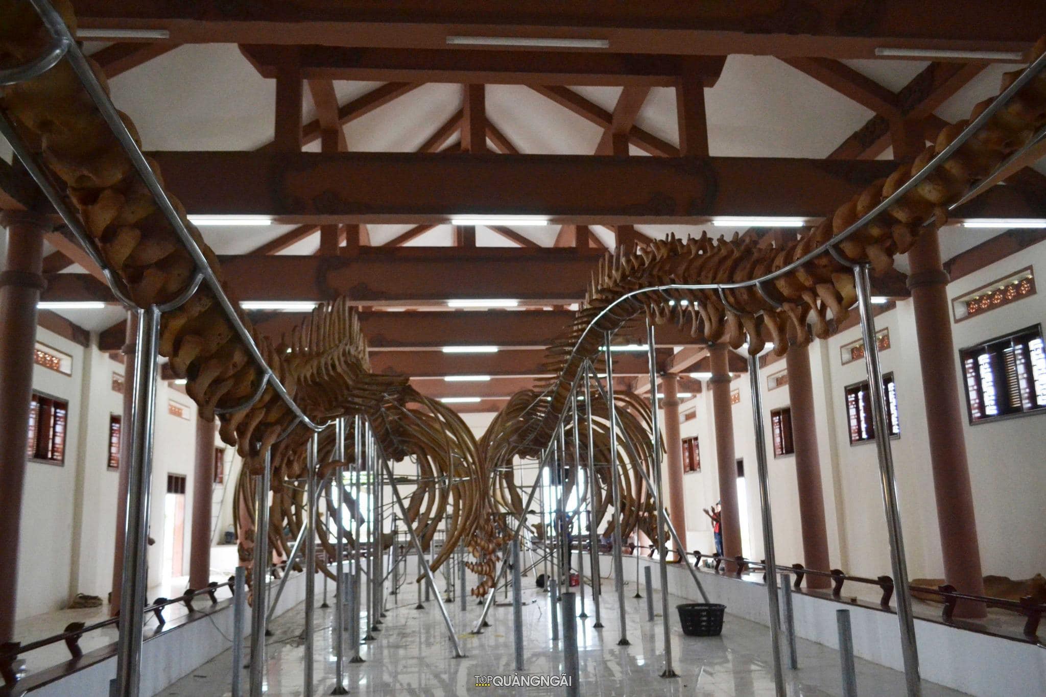 Phục dựng hai bộ xương cá voi lớn nhất Việt Nam tại Lý Sơn - Quảng Ngãi