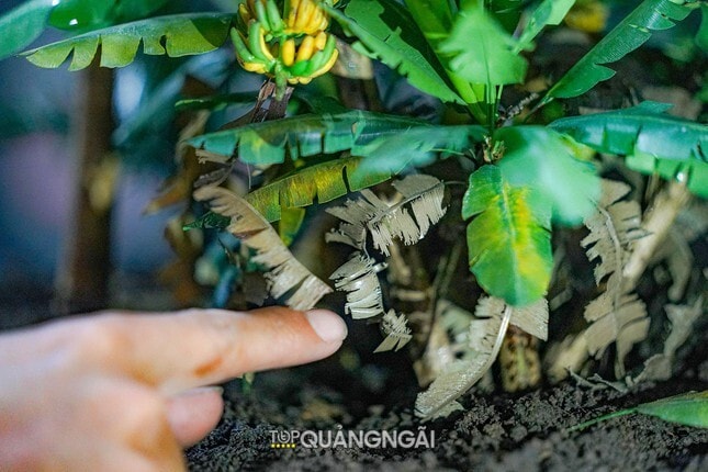 Độc đáo vườn cây giả như thật của anh phụ hồ Quảng Ngãi Độc đáo vườn cây giả như thật của anh phụ hồ Quảng Ngãi