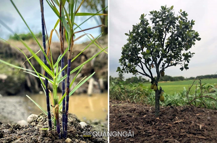 Độc đáo vườn cây giả như thật của anh phụ hồ Quảng Ngãi Độc đáo vườn cây giả như thật của anh phụ hồ Quảng Ngãi