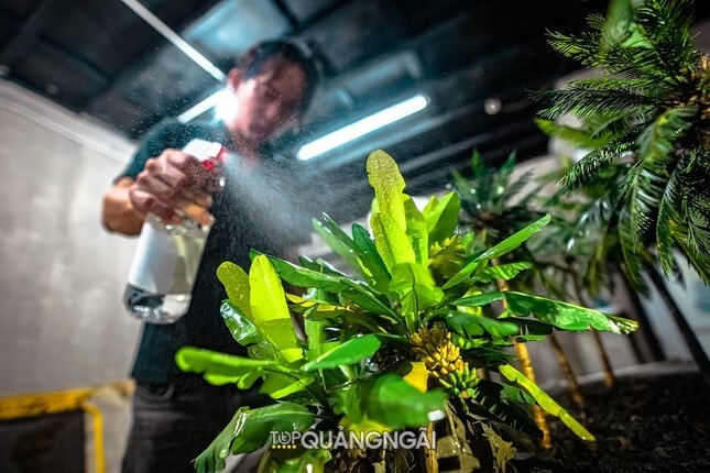 Độc đáo vườn cây giả như thật của anh phụ hồ Quảng Ngãi Độc đáo vườn cây giả như thật của anh phụ hồ Quảng Ngãi