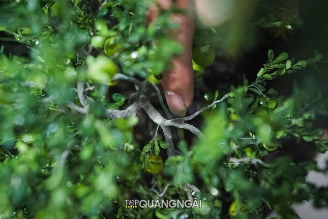 Độc đáo vườn cây giả như thật của anh phụ hồ Quảng Ngãi Độc đáo vườn cây giả như thật của anh phụ hồ Quảng Ngãi