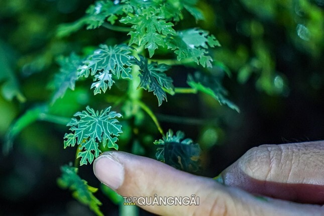 Độc đáo vườn cây giả như thật của anh phụ hồ Quảng Ngãi Độc đáo vườn cây giả như thật của anh phụ hồ Quảng Ngãi