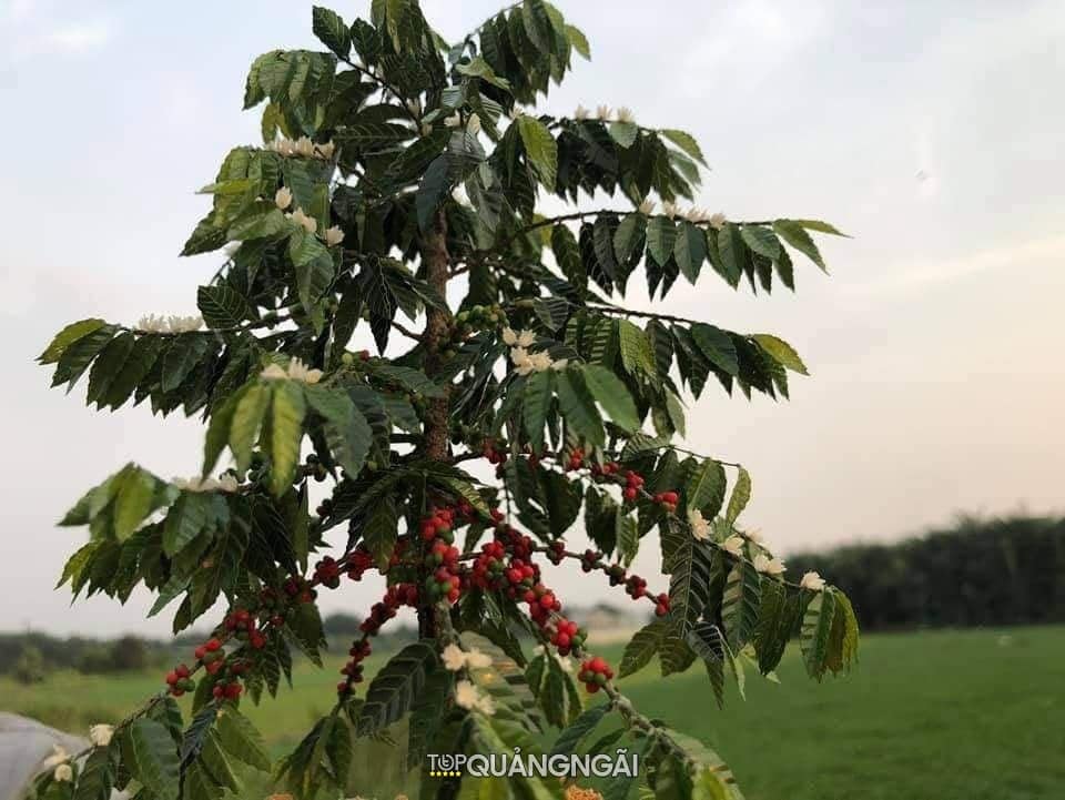 Độc đáo vườn cây giả như thật của anh phụ hồ Quảng Ngãi Độc đáo vườn cây giả như thật của anh phụ hồ Quảng Ngãi