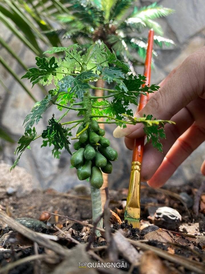 Độc đáo vườn cây giả như thật của anh phụ hồ Quảng Ngãi Độc đáo vườn cây giả như thật của anh phụ hồ Quảng Ngãi