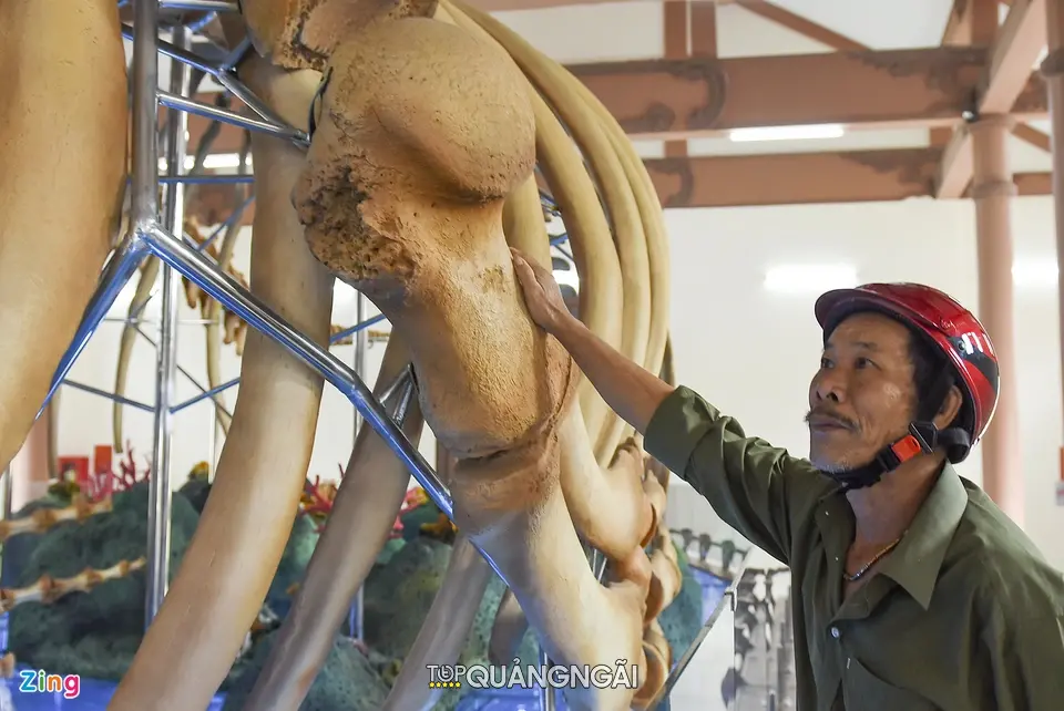Phục dựng hai bộ xương cá voi lớn nhất Việt Nam tại Lý Sơn - Quảng Ngãi
