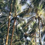 Bãi Dừa Quảng Ngãi – Điểm đến lý tưởng trong ngày