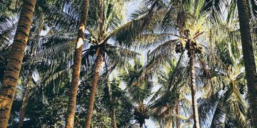 Bãi Dừa Quảng Ngãi – Điểm đến lý tưởng trong ngày
